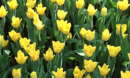 Жёлтые тюльпаны