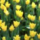 Жёлтые тюльпаны