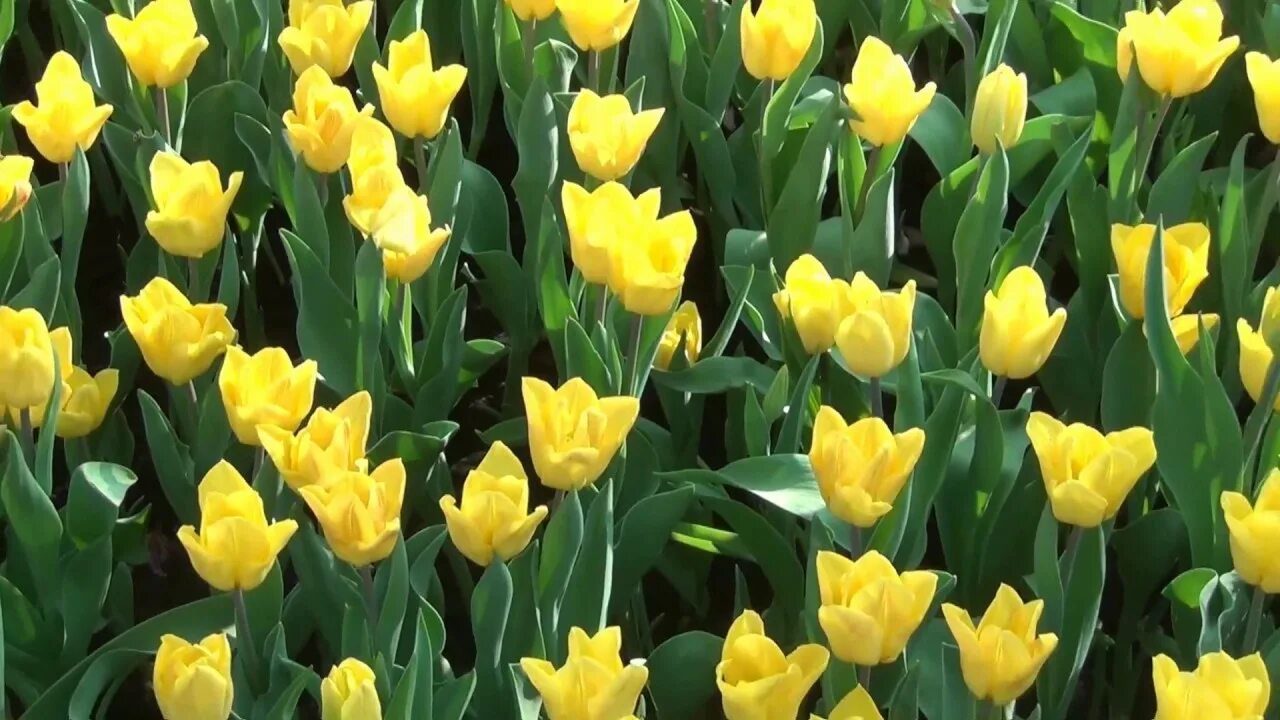 Жёлтые тюльпаны