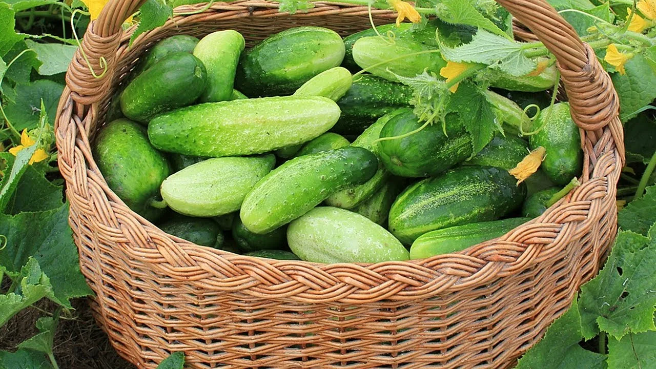 Урожай огурцов в корзине