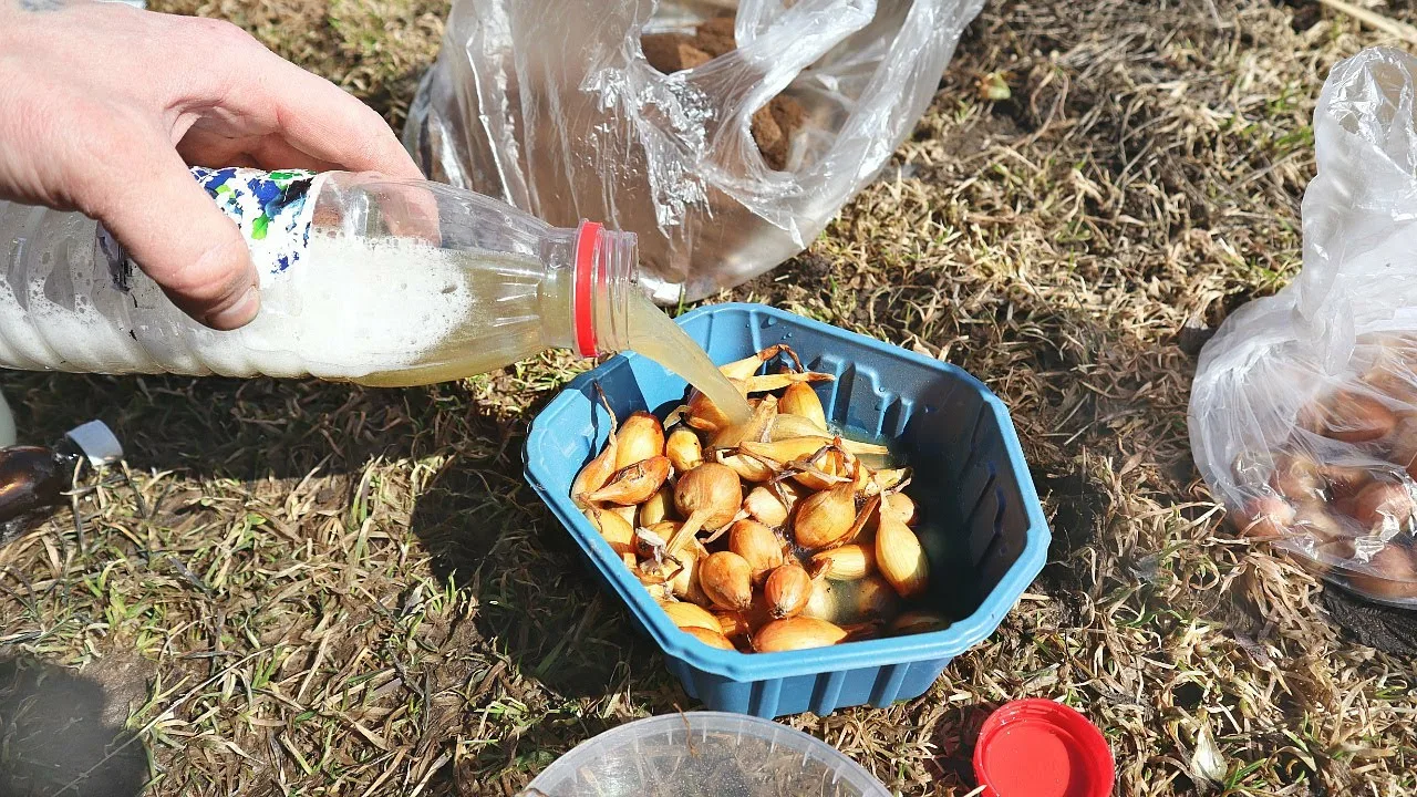 Ванны для севка перед посадкой