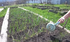 Первая подкормка чеснока