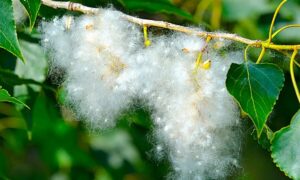 Тополиный пух.