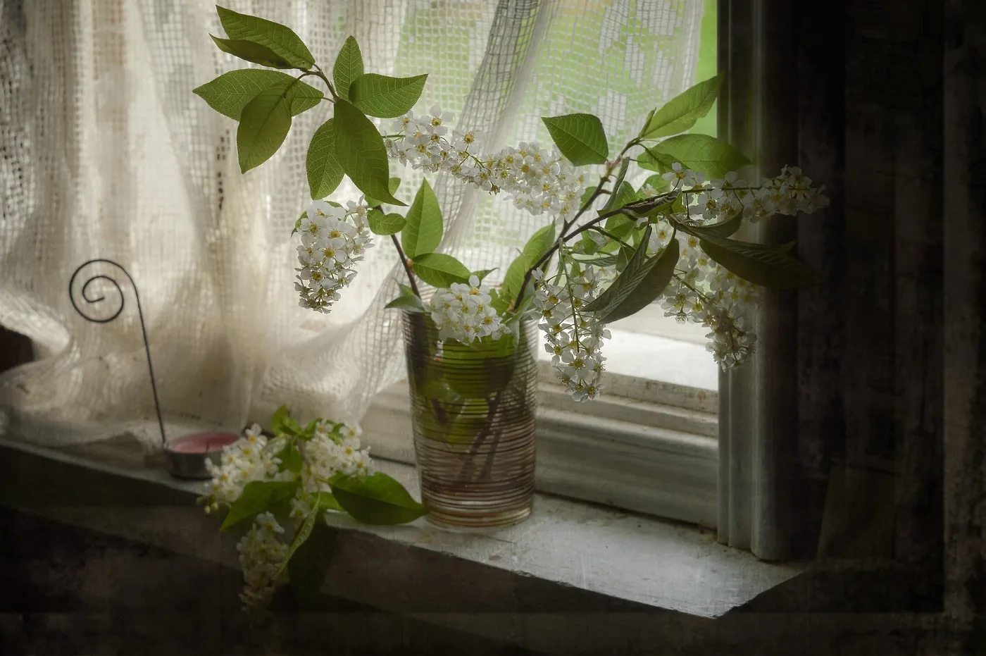 цветы черемухи