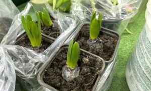 Рассада тюльпанов