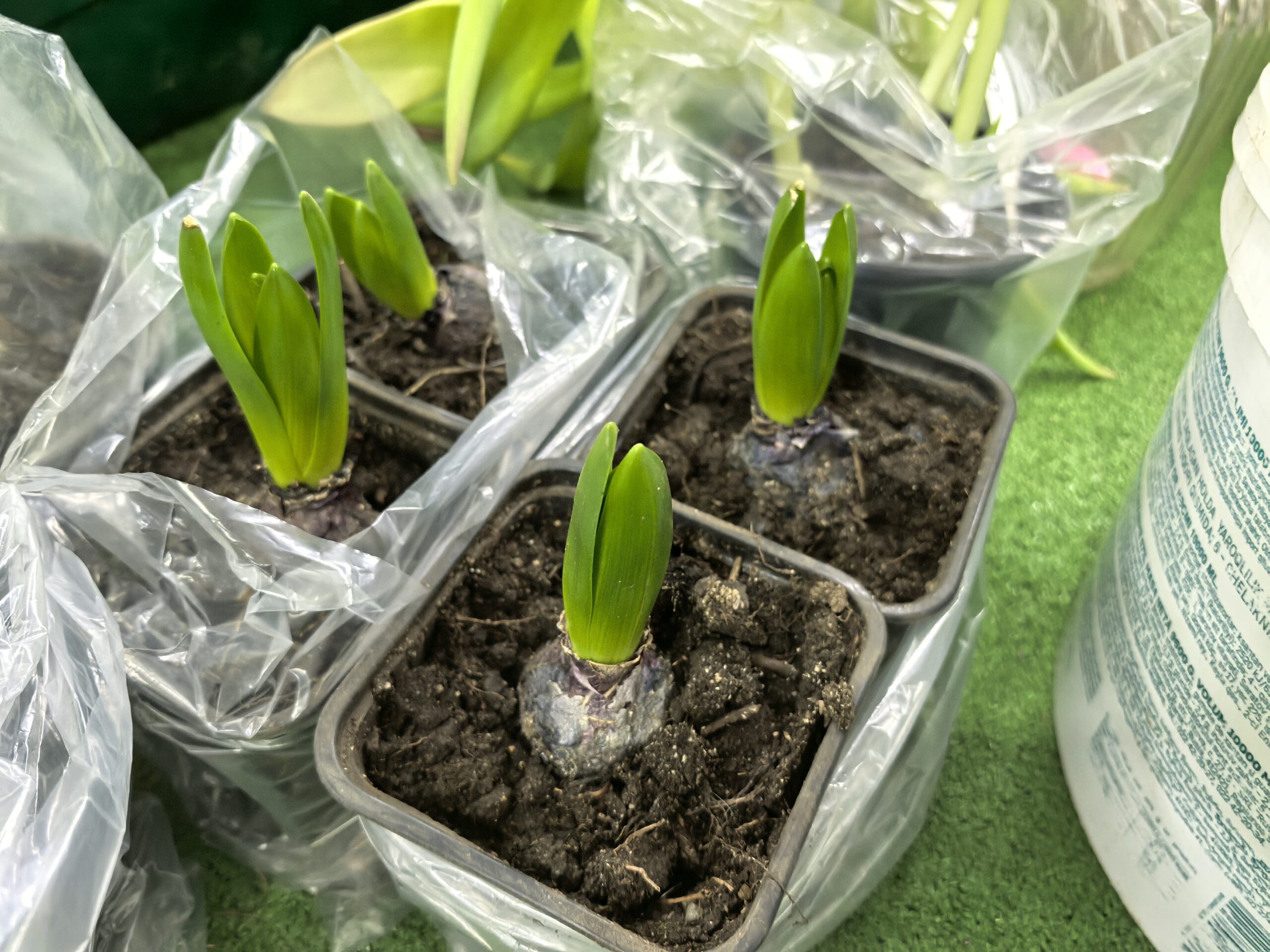 Рассада тюльпанов