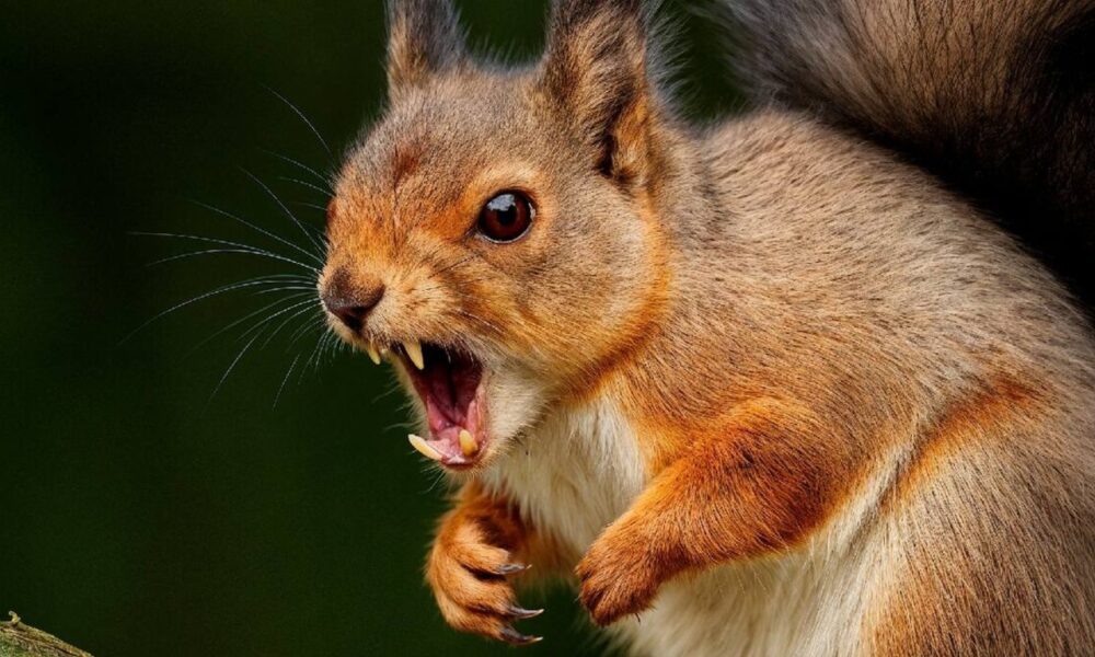 Агрессивная белка