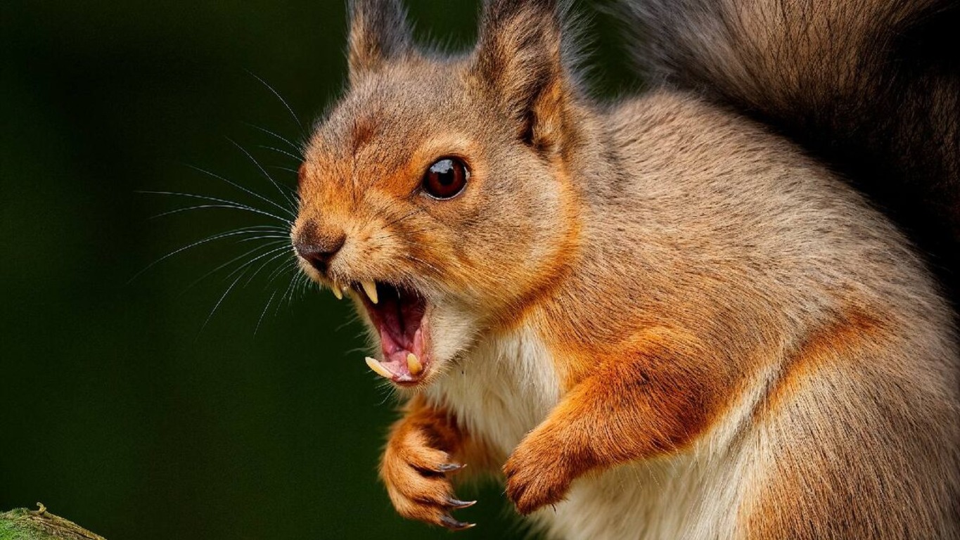 Агрессивная белка