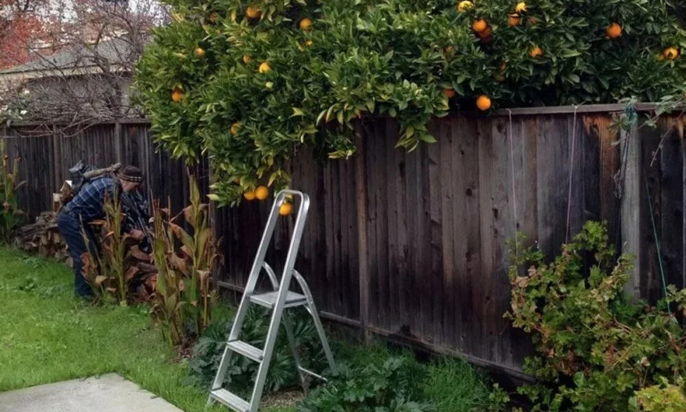 Железная лестница рядом с забором и деревом