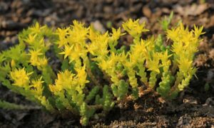 Растения на земле