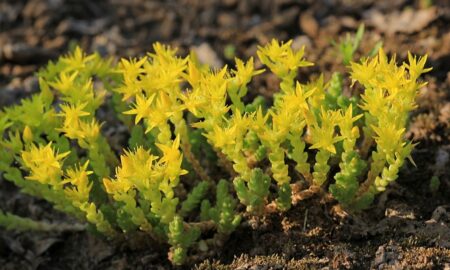 Растения на земле