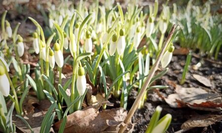 Подснежники