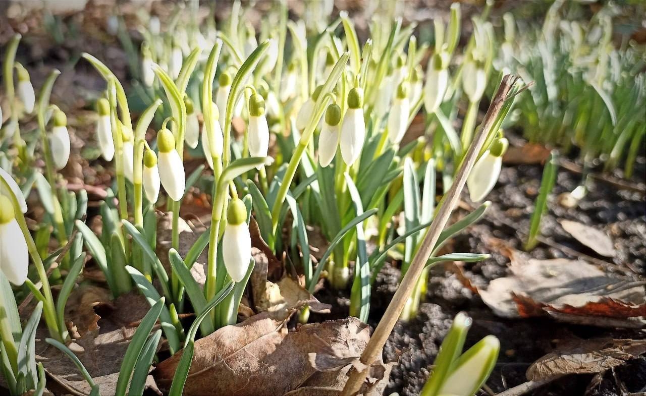 Подснежники