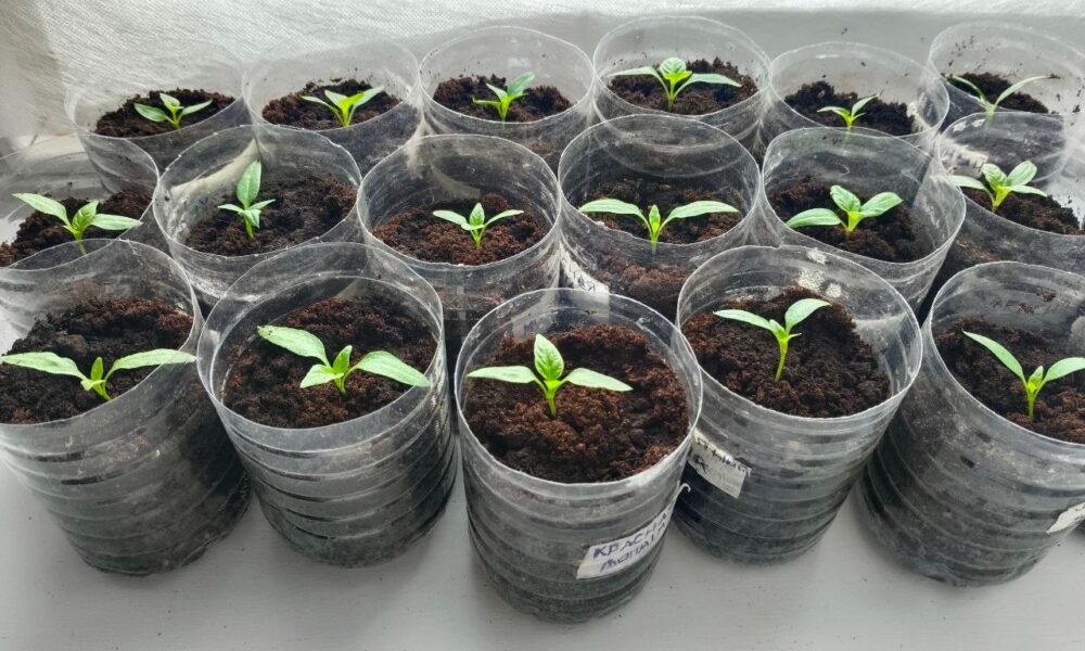 Рассада на подоконнике