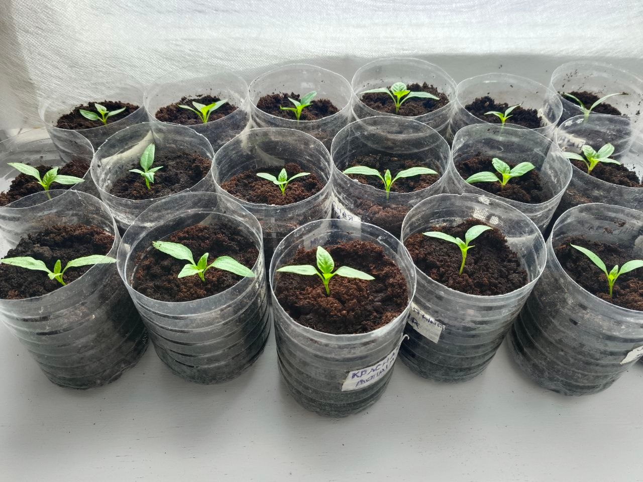 Рассада на подоконнике