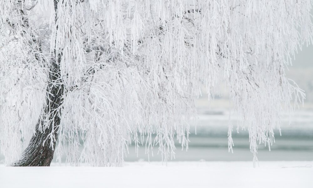 Заснеженные дерево и земля