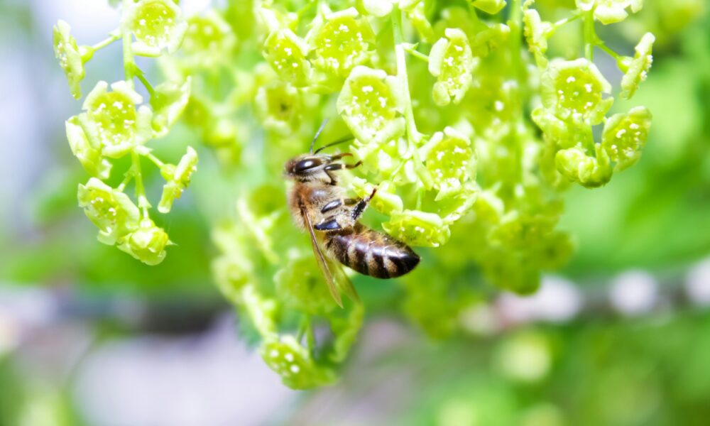 Пчела сидит на растении