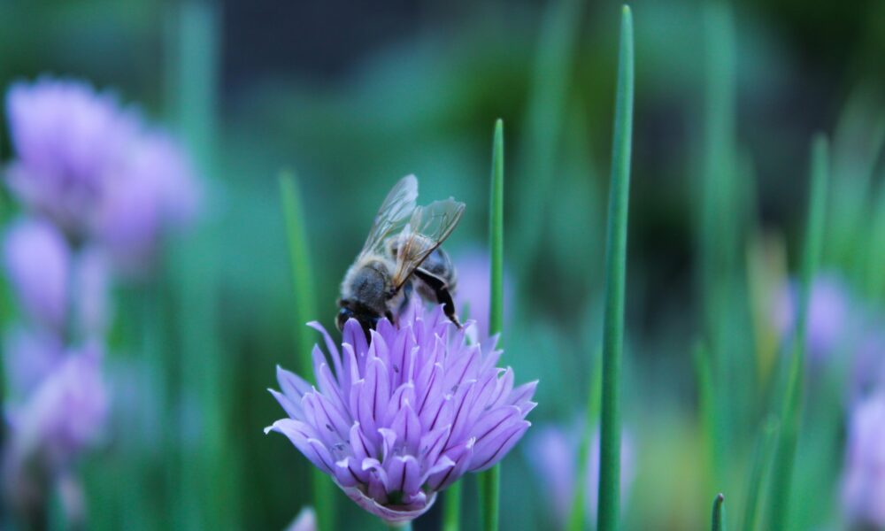 Пчела сидит на цветке