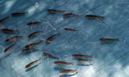 мальки в голубом бассейне