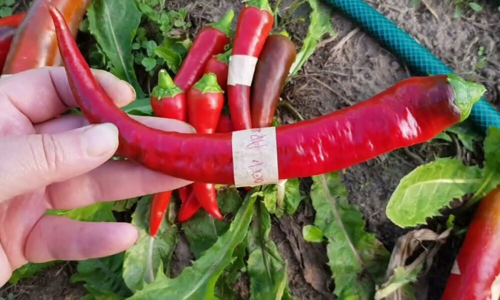 Острые перцы