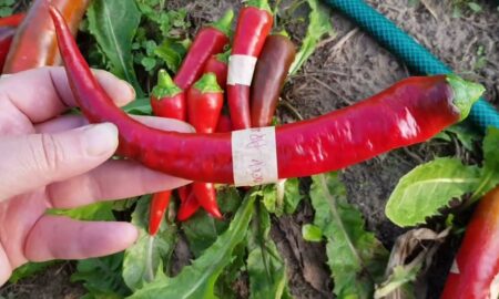 Острые перцы