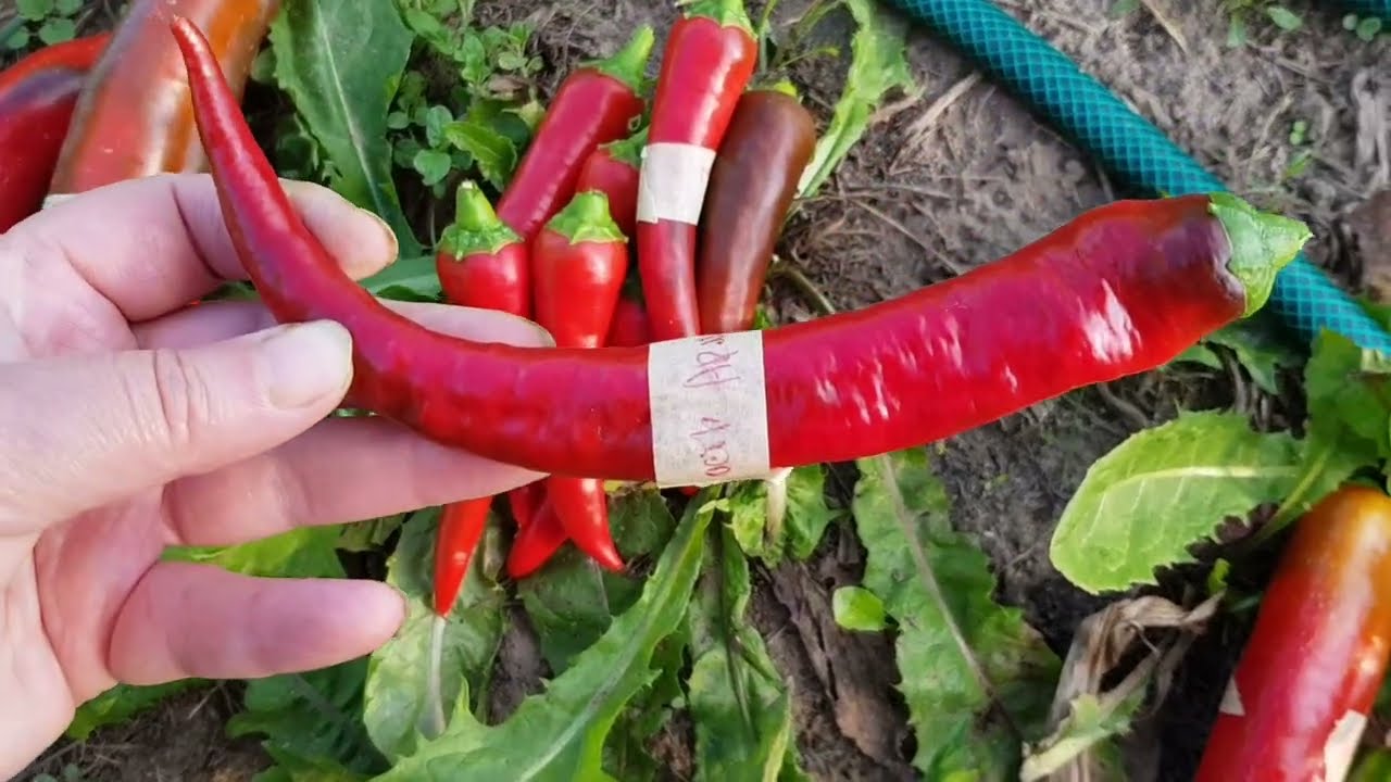 Острые перцы