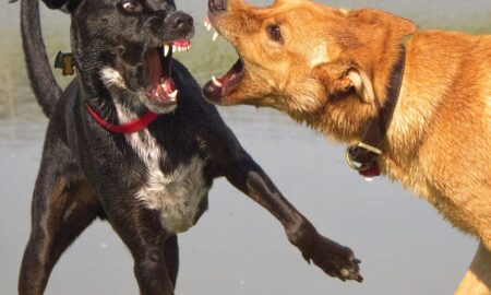 Драка собак