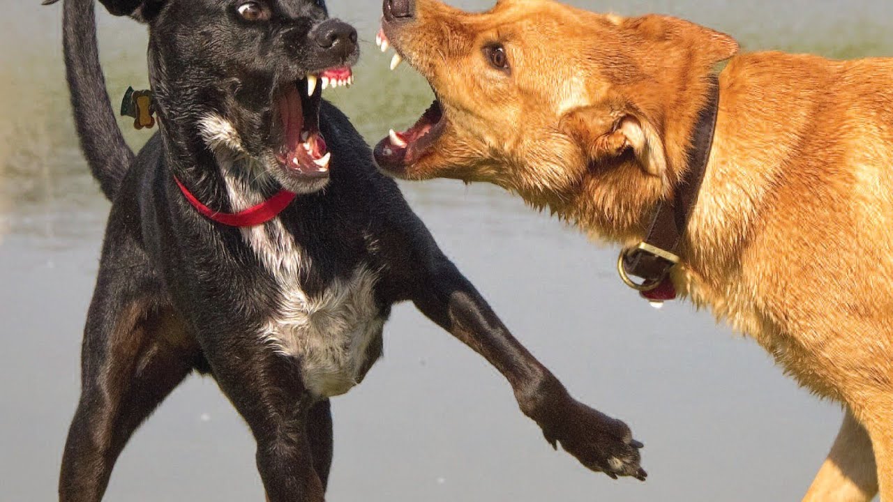 Драка собак