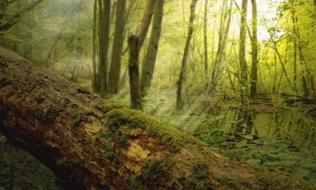 Упавшее дерево в лесу