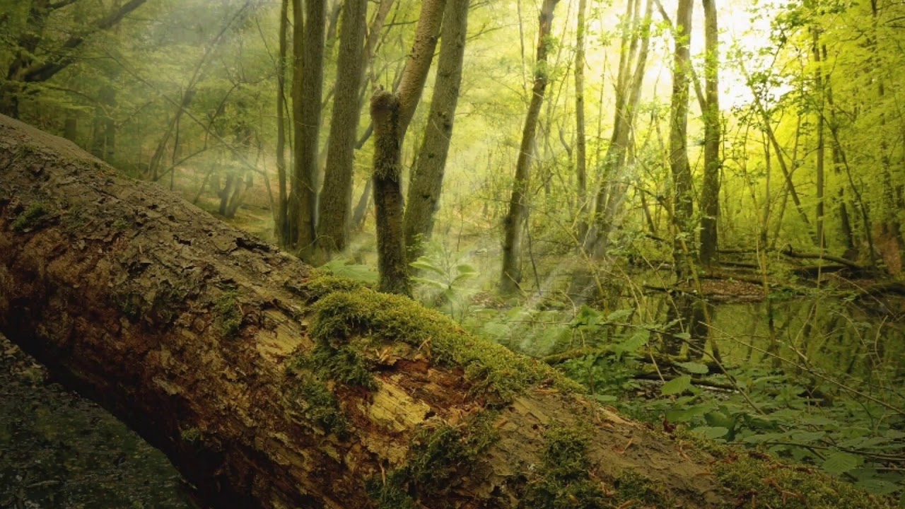 Упавшее дерево в лесу