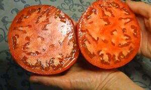 Томат «Бычье сердце» в разрезе