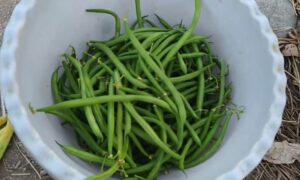 Овощная фасоль