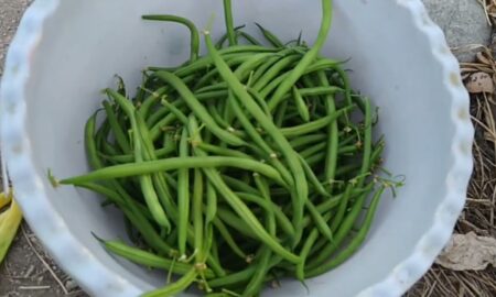 Овощная фасоль