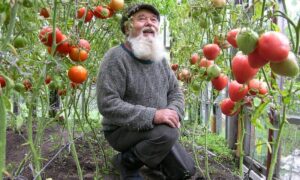 Садовод с помидорами