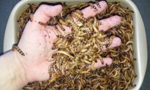 Опарыши для рыбалки