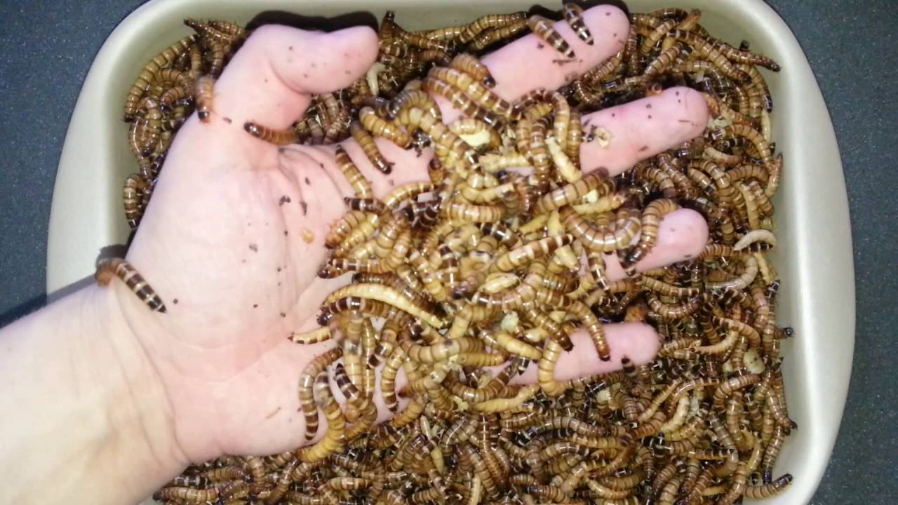 Опарыши для рыбалки