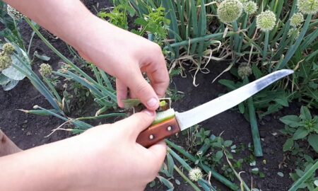 Стрелки на луке