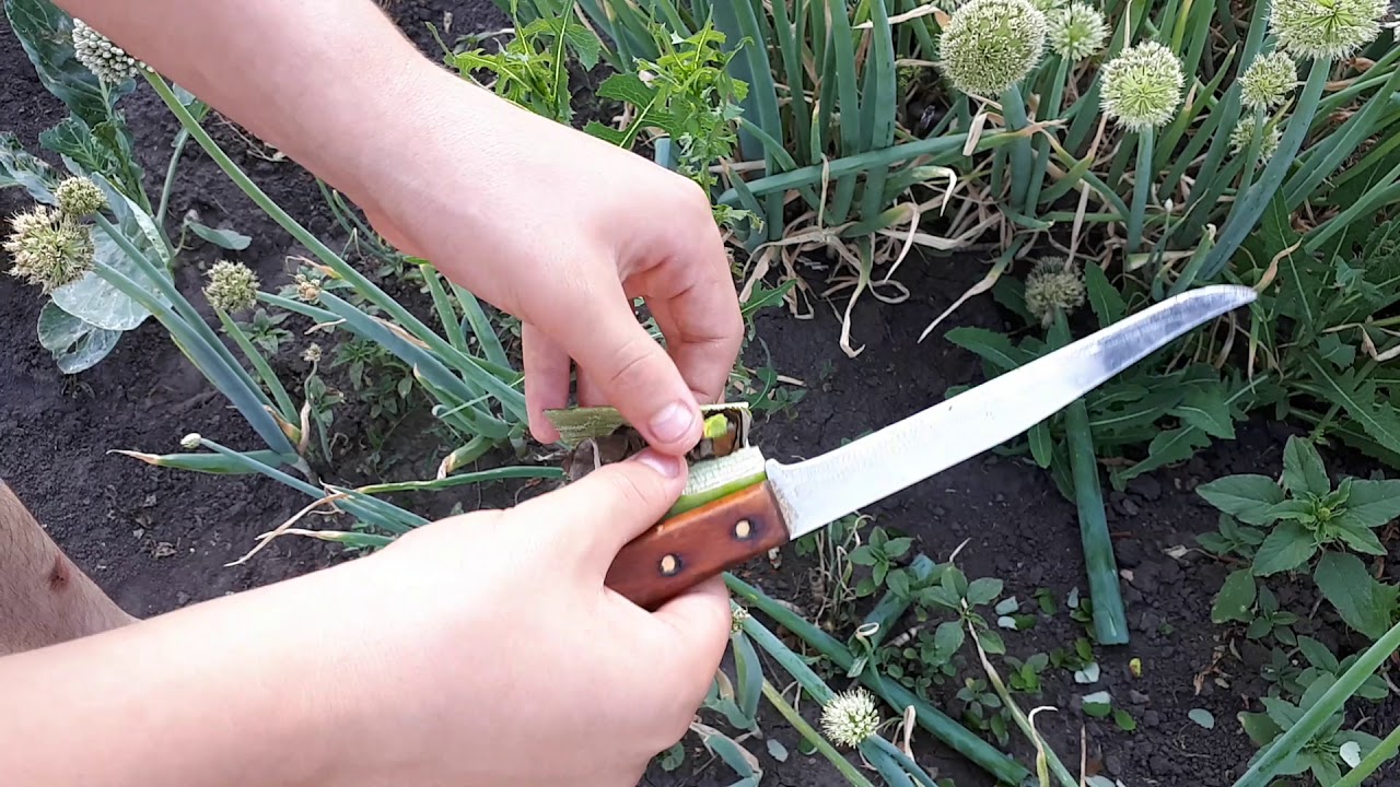 Стрелки на луке