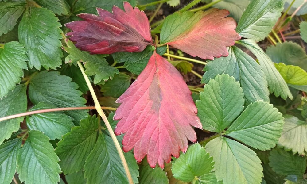 Листья клубники