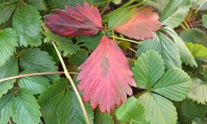 Листья клубники