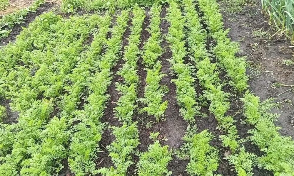 Грядки моркови