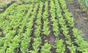 Грядки моркови