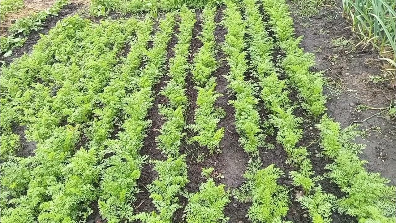 Грядки моркови