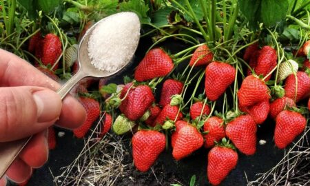 Клубника и ложка сахара