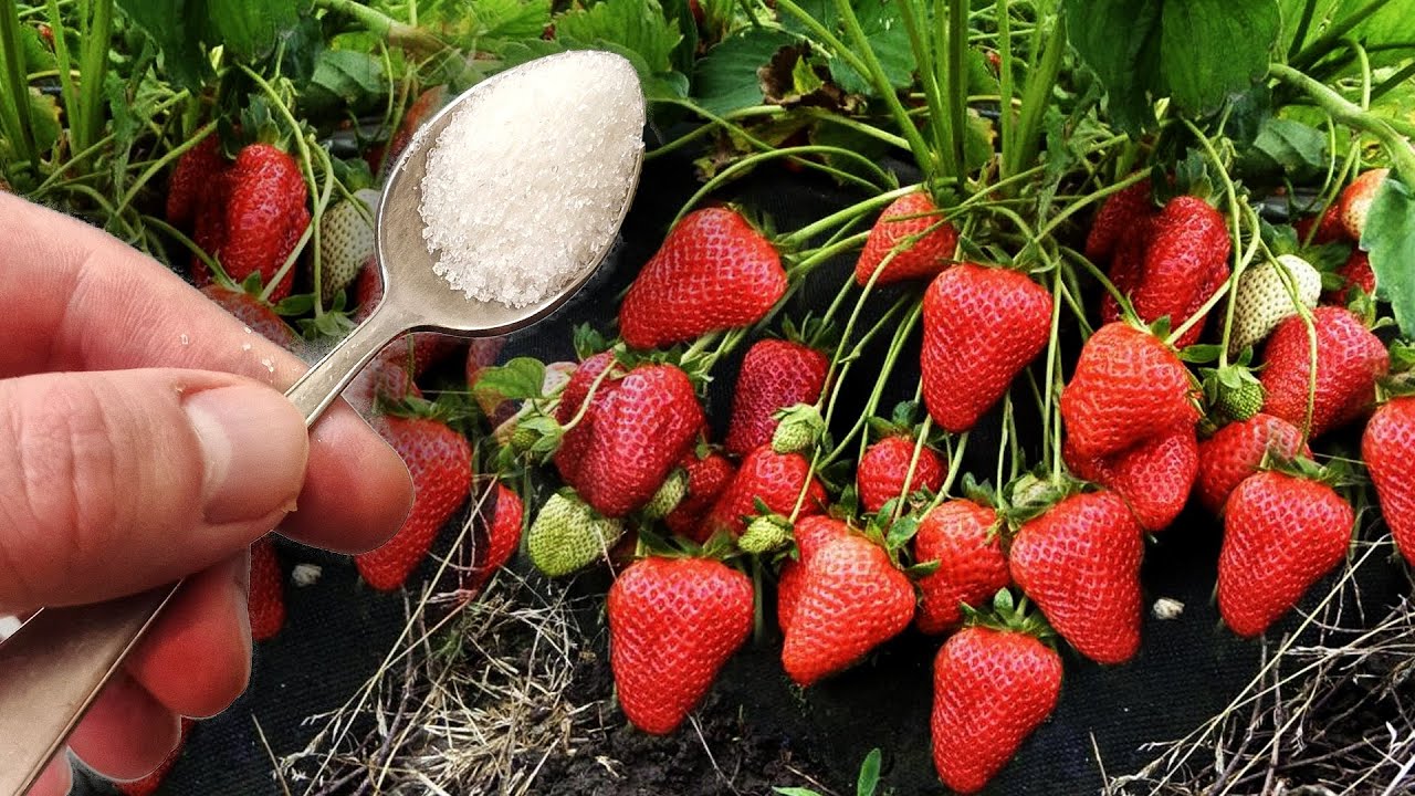 Клубника и ложка сахара