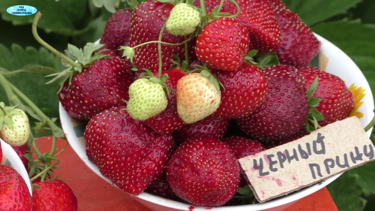 Клубника сорта «Чёрный принц»