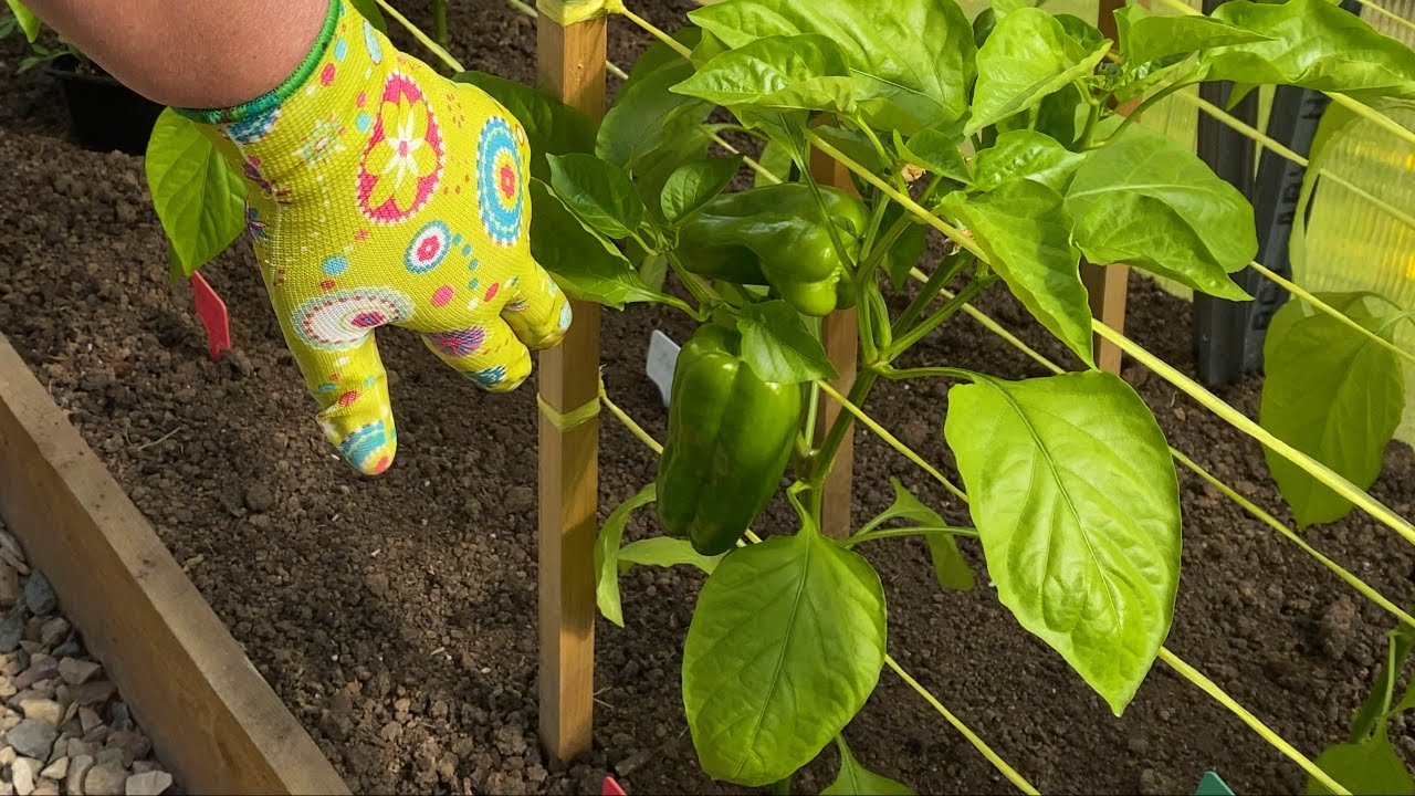 Перец в теплице