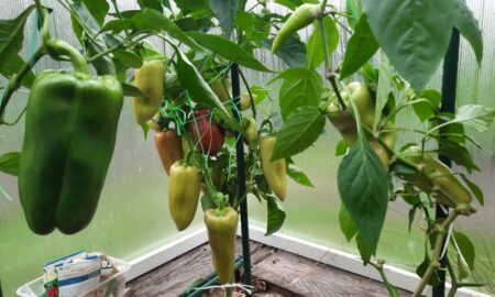 Сладкий перец зреет в теплице