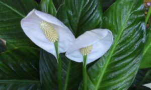 Листочки женского счастья