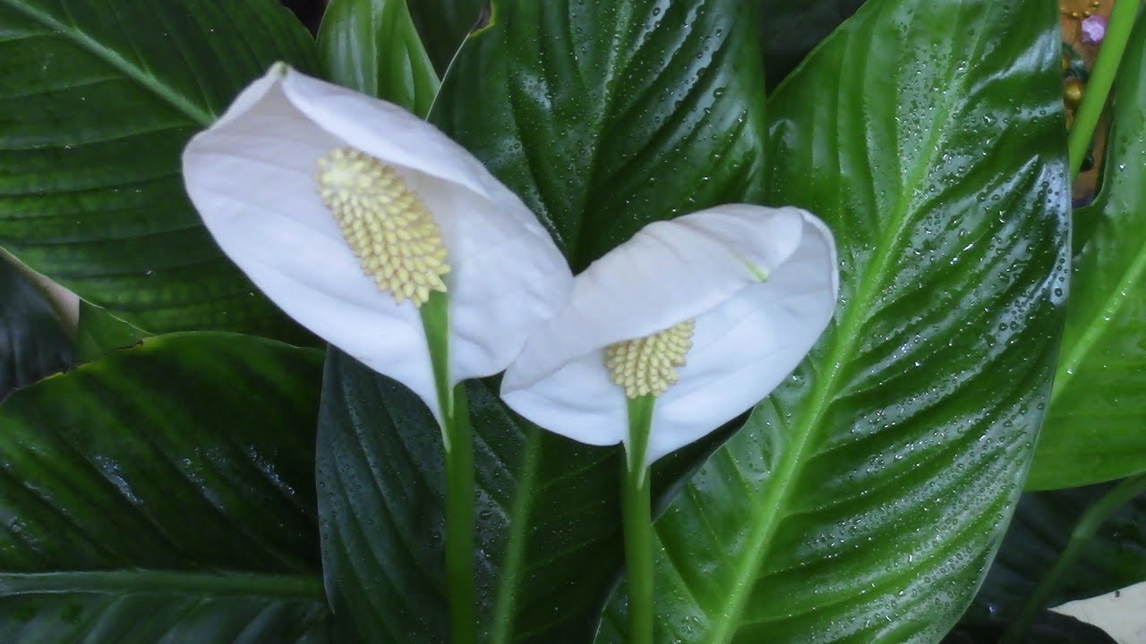 Листочки женского счастья